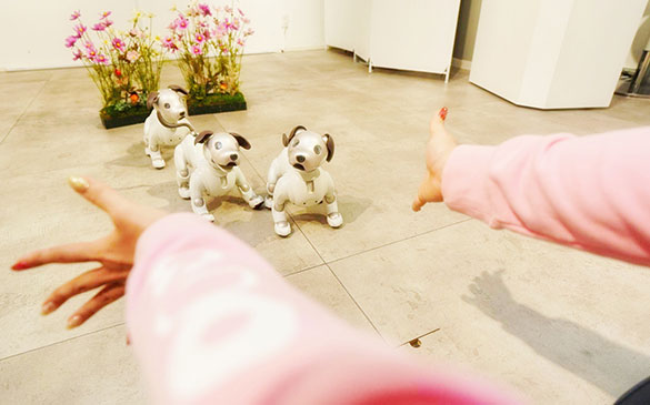 aibo わくわくドッグラン わんわんレース ソニーストア 銀座